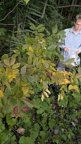 Toxicodendron vernix, photograph 3