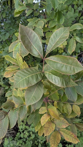 Toxicodendron vernix, photograph 5