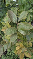 Toxicodendron vernix, photograph author not stated, no rights reserved