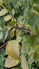 Toxicodendron vernix, photograph author not stated, no rights reserved