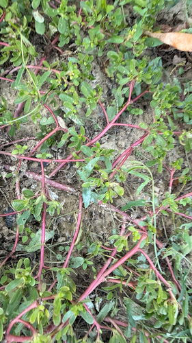 Common Purslane