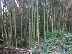 Phyllostachys vivax