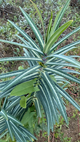 caper spurge
