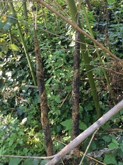 Phyllostachys vivax