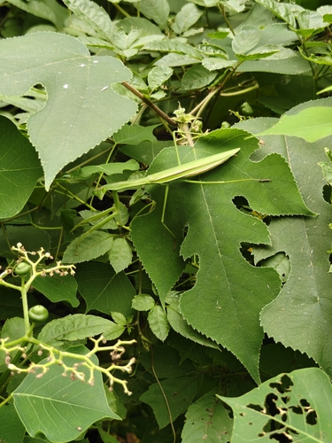 Narrow-winged Mantis