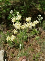 Hymenopappus