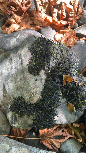 Scouleria aquatica observed 2026-08-31