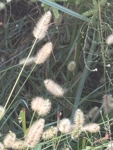 Setaria parviflora, photograph 3