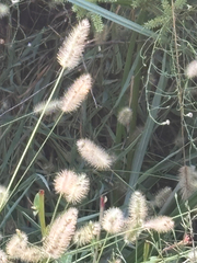 Setaria parviflora, photograph (c) Samantha Knight, some rights reserved (CC BY)
