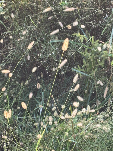 Setaria parviflora, photograph 2