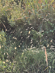 Setaria parviflora, photograph (c) Samantha Knight, some rights reserved (CC BY)