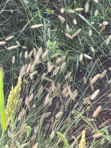 Setaria parviflora, photograph 1