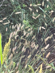 Setaria parviflora