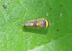 Colladonus montanus reductus