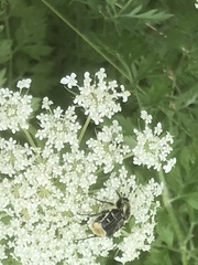 Trichiotinus texanus