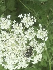 Trichiotinus texanus