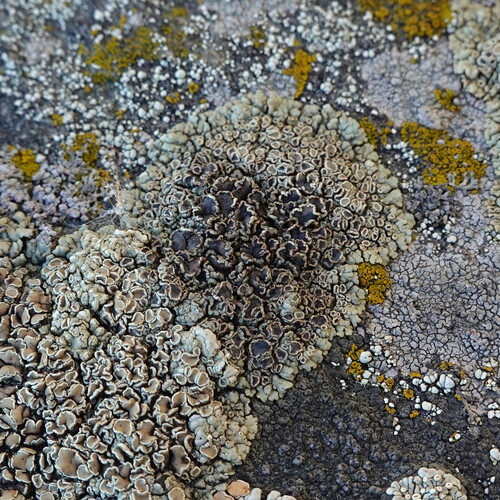 Protoparmelia badia observed 2026-09-26