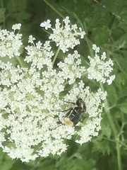 Trichiotinus texanus