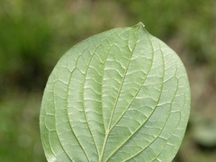 Cornus sanguinea australis