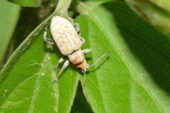 Myllocerina