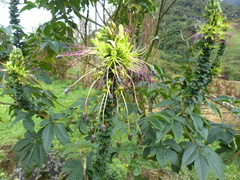 Cleome anomala