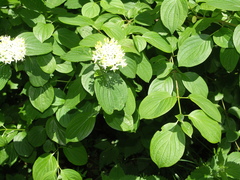 Cornus sanguinea australis