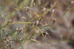 Palafoxia arida