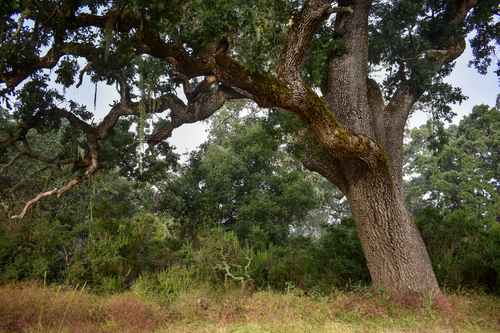 Quercus lobata