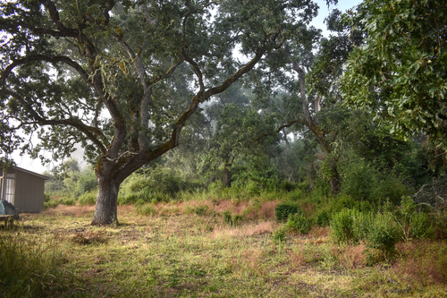 Quercus lobata, photograph 1
