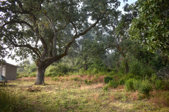 Quercus lobata, photograph (c) Kyle Elshoff, some rights reserved (CC BY)