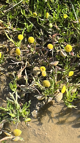 Cotula coronopifolia, photograph 1
