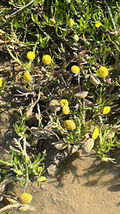 Cotula coronopifolia
