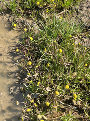 Cotula coronopifolia, photograph (c) koalabi, some rights reserved (CC BY)