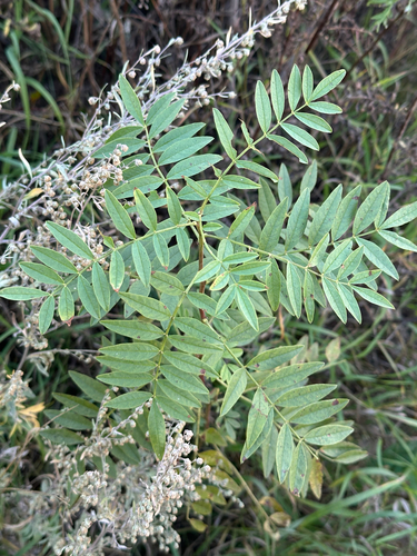 Glycyrrhiza lepidota, photograph 1