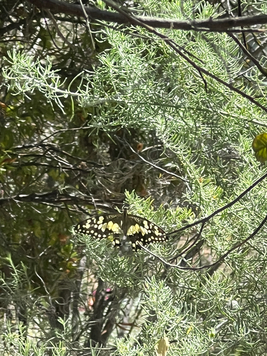 Lime Swallowtail