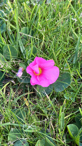 Oxalis purpurea