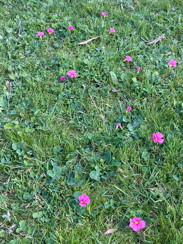 Oxalis purpurea, photograph 2