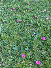 Oxalis purpurea, photograph (c) koalabi, some rights reserved (CC BY)