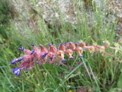 (c) zebedeugalinha, some rights reserved (CC BY) Anchusa undulata, photograph (c) zebedeugalinha, some rights reserved (CC BY)