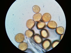 Puccinia orbicula