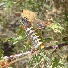 Opomydas limbatus
