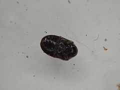 Dorcatoma dresdensis