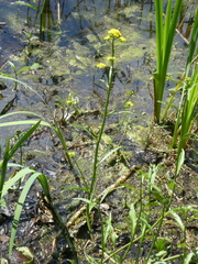 Rorippa amphibia