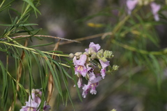 Chilopsis linearis
