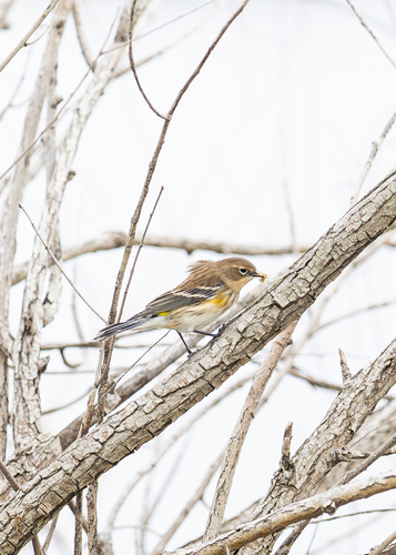 Yellow-rumped Warbler