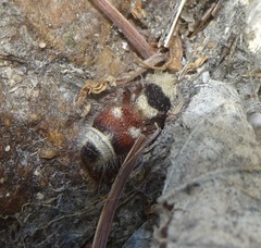 Dasymutilla sicheliana