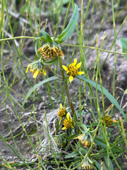 Bidens cernua, photograph author not stated, no rights reserved