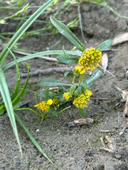 Bidens cernua