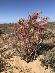 Dudleya acuminata