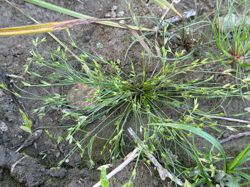 Juncus bufonius
